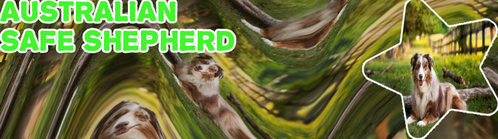 Australian shepherd crypto